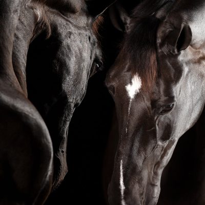 Raphael Macek horse photography