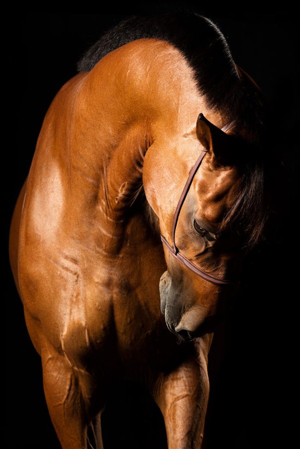 Raphael Macek horse photography